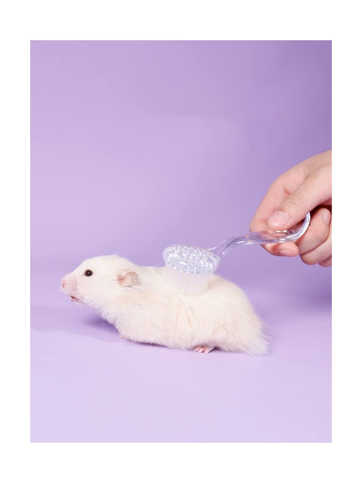 3 Pack Hamster Brush – Small Animal Bath Brush with Lid Soft Cleansing Brush …